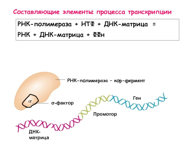 Составляющие элементы процесса транскрипции
РНК-полимераза + НТФ +