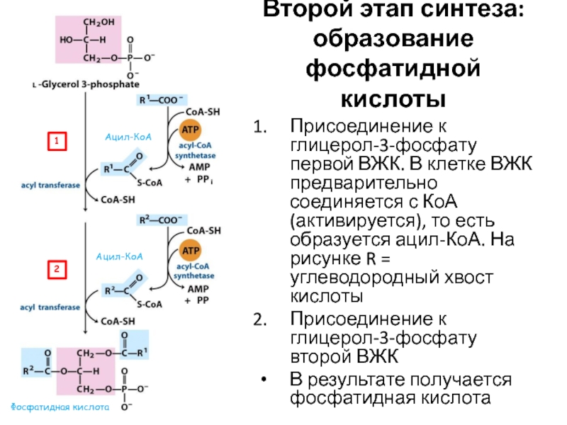 Синтез таг. Синтез таг из глицерол 3 фосфата. Синтез глицерола 3 фосфата из Глюкозы. Синтез жиров из глицерол-3-фосфат. Схема реакции образования глицерол-3-фосфата..