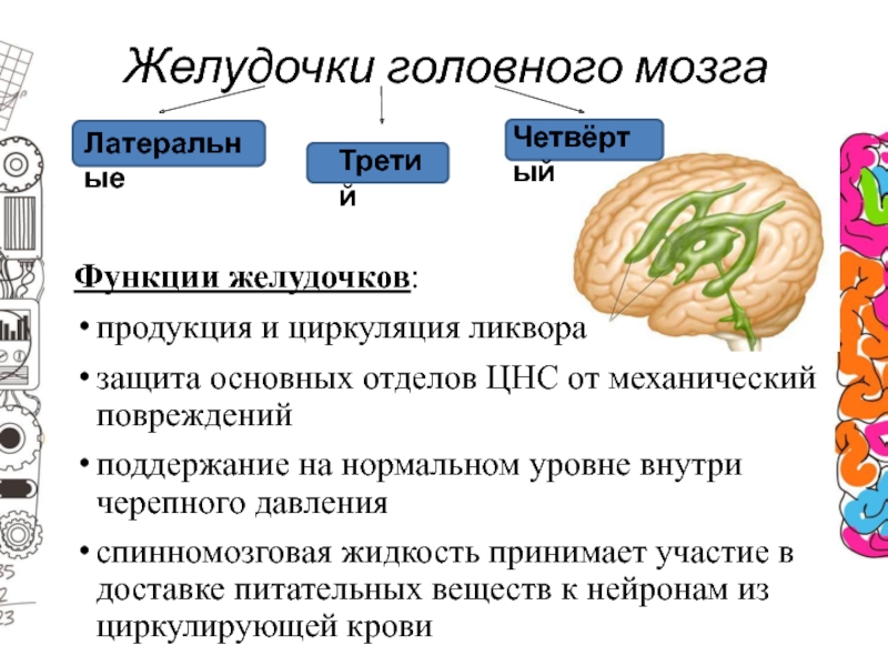 Мозговая лосево. Головной мозг желудочки мозга функции. Функции четвертого мозгового желудочка. 4 Желудочек функции. Желудочки ГМ функции.