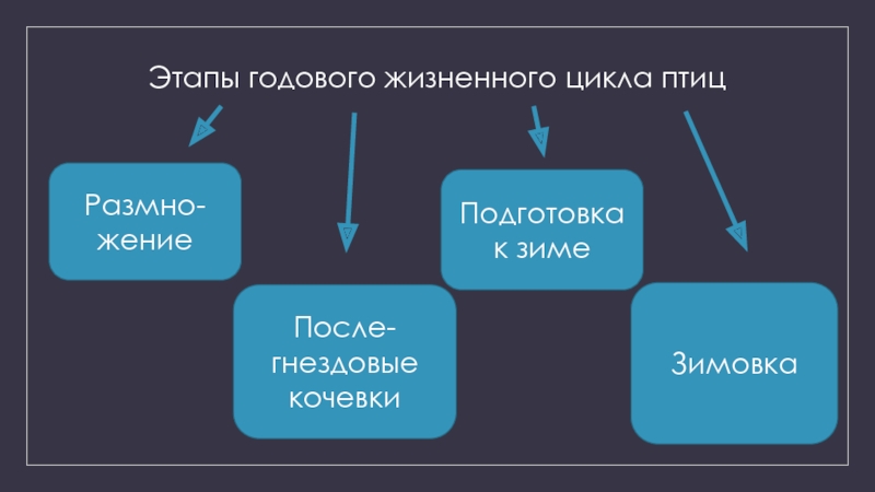 Годовой жизненный цикл млекопитающих схема