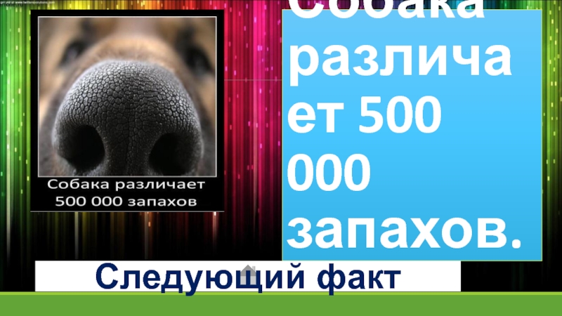 Сколько воняет. Сколько запахов различает собака. Сколько слов может запомнить собака. Сколько запахов запоминает собака. Сколько запахов различает собака и человек.