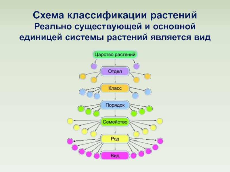 Какие группы основных мер. Общая схема систематики растений. Царство растений и его систематика. Классификация групп царства растений. Систематика растений схема 7 класс.