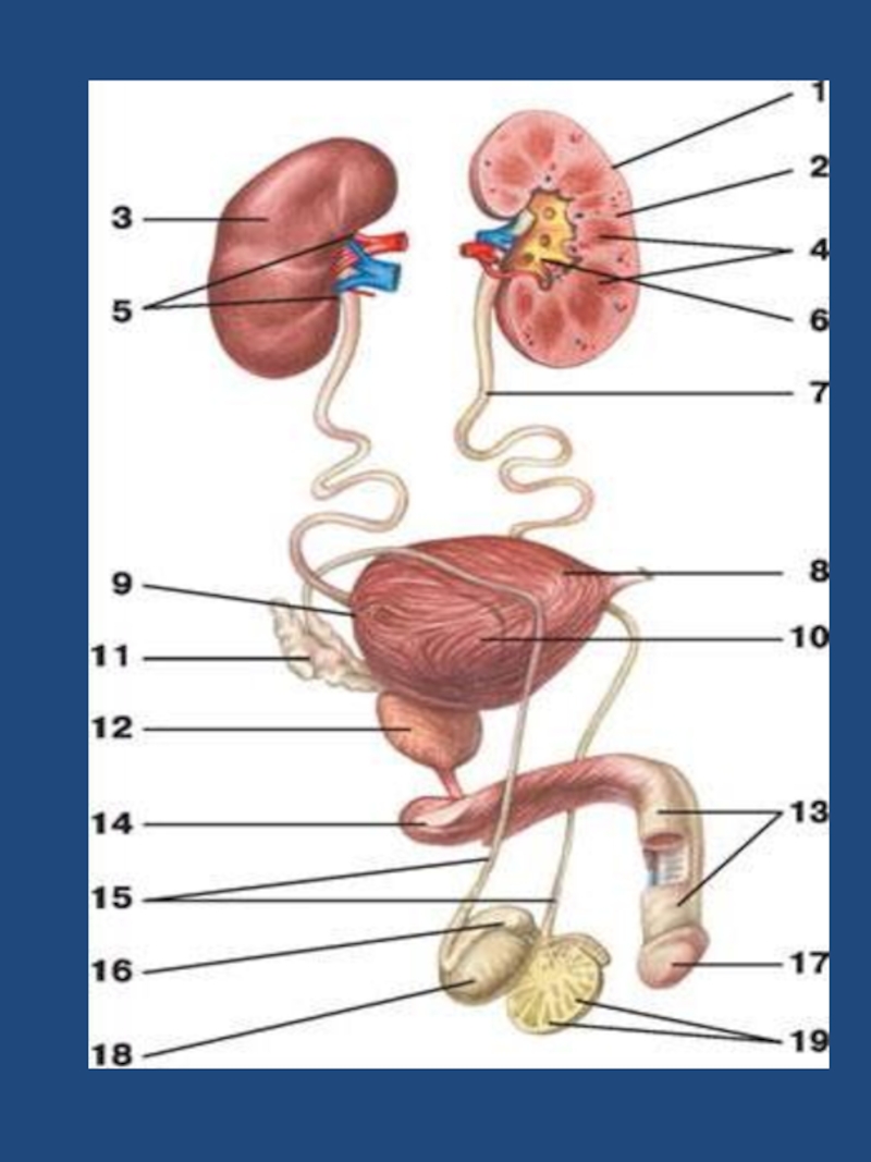 Название мужских и женских органов. Схема мочевой системы женщины. Схема строения мочевыделительной системы мужчины. Мочеполовая система почки анатомия. Мочеточник анатомия атлас.
