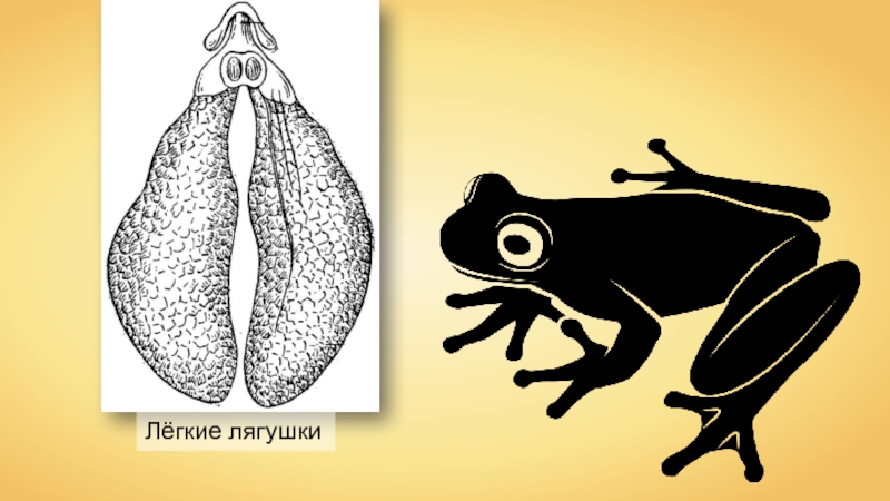 Наружные жабры у земноводных. Дыхательная система система лягушки. Строение дыхательной системы лягушки. Легкие амфибий. Лёгкие земноводных.