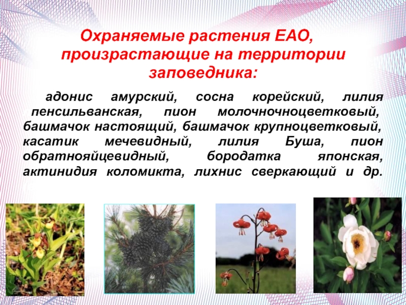 Что сторожил цветок. Охраняемые растения. Растения ЕАО. Красная книга ЕАО растения. Растения ЕАО занесенные в красную книгу.