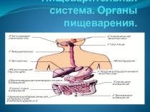 Презентация по пищеварительной системе