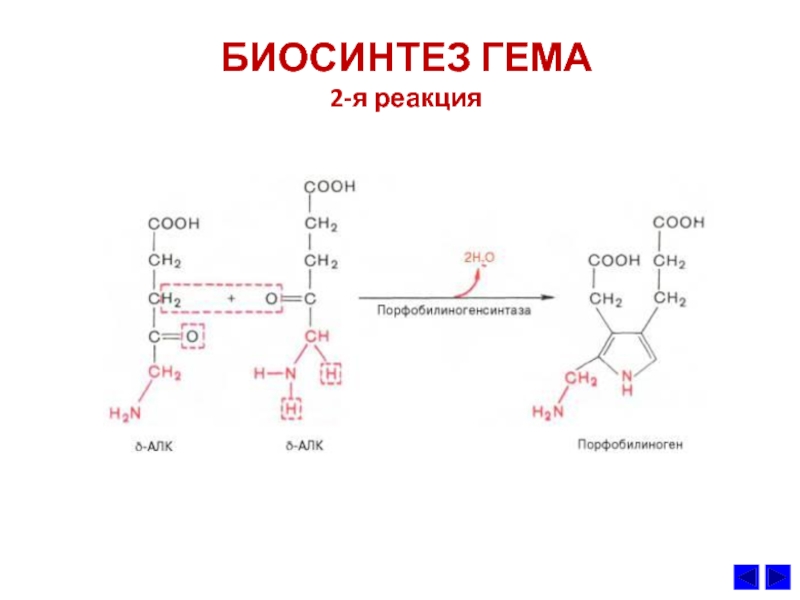 Биохимия в москве. 2 Реакция биосинтеза гема. Синтез гема реакции. Общая схема синтеза гема. Биосинтез гема биохимия реакции.
