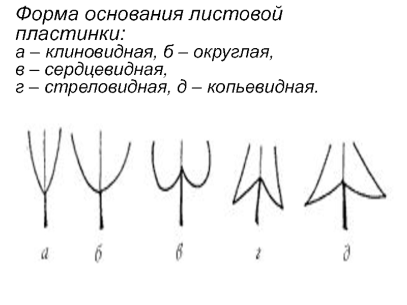 Основать формы. Основание листа и листовая пластинка. Основание листовой пластинки. Типы основания листовой пластинки. Основание листа и основание листовой пластинки.