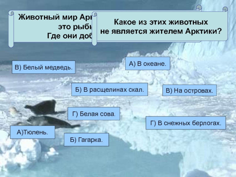 Холодно океан текст. Сообщение о царство снега и льда. Арктика это тест. Тест Арктика 4 класс. Царство снега и льда 4 класс окружающий мир.