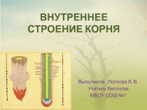 ВНУТРЕННЕЕ СТРОЕНИЕ КОРНЯ