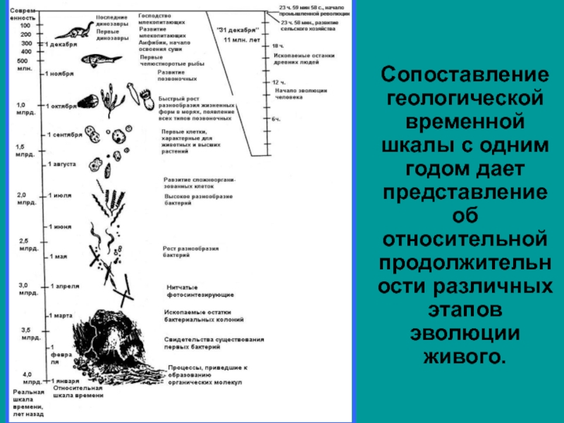 Эволюция живого. Эволюционные временные шкалы. Высшая степень эволюции живого. Этапы развития котят. Пликанабиса на разных этапах.