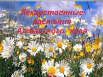 Лекарственные растения Алтайского края