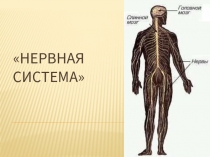 Кроссворд «Нервная система»