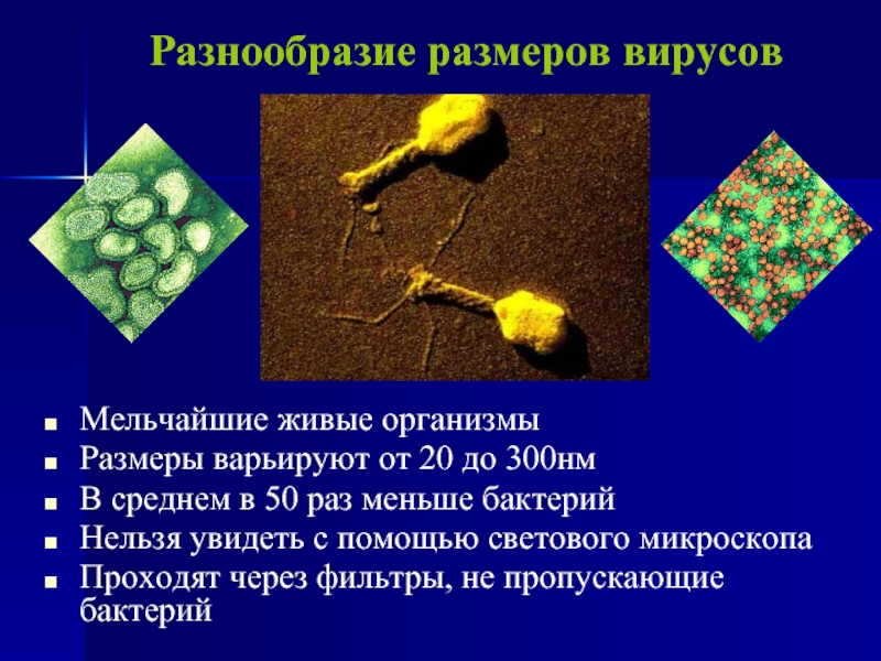 Вирусы относятся к живым организмам