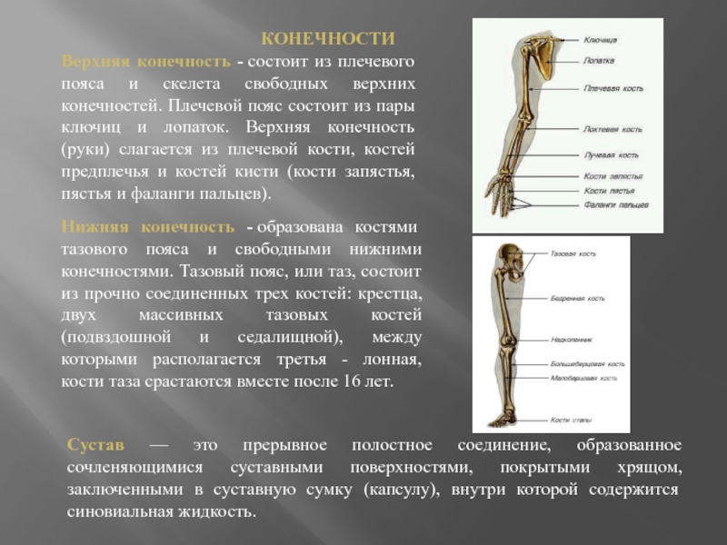 Соединения свободных конечностей. Скелет свободной верхней конечности анатомия. Кости скелета плечевого пояса. Скелет свободной верхней конечностт. Скелет плечевого пояса и свободной верхней конечности.