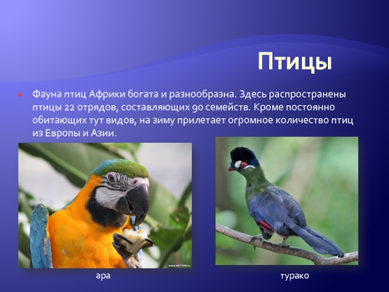 Птицы африки фото с названиями и описанием для детей