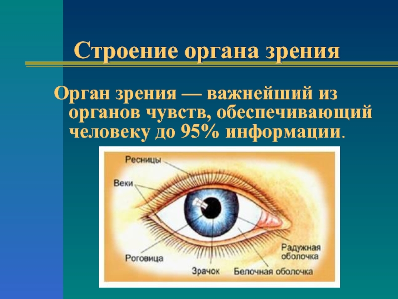 Орган зрения зрительный анализатор 8 класс презентация