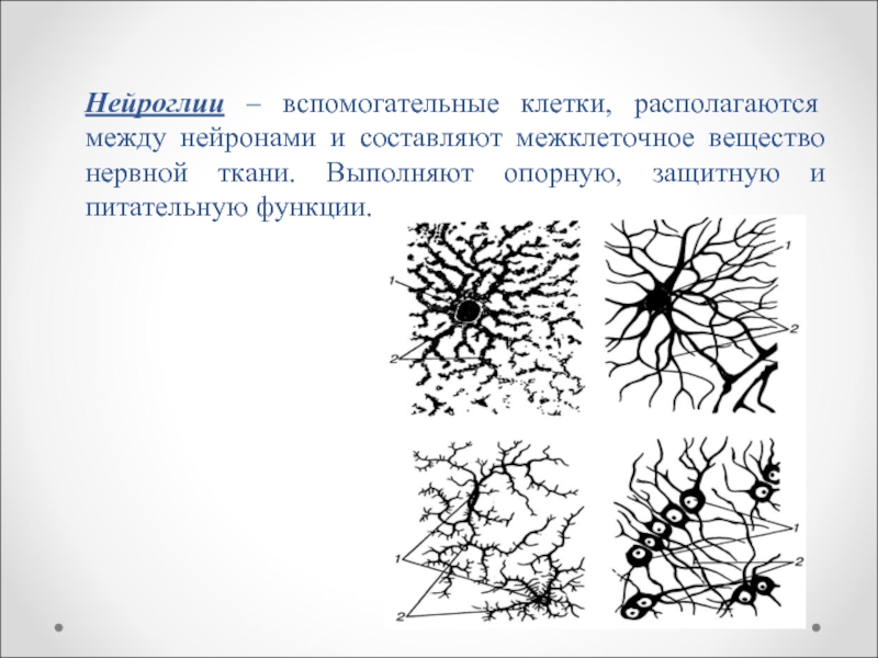 Нейроглии – вспомогательные клетки, располагаются между нейронами и составляют межклеточное вещество нервной ткани. Выполняют опорную, защитную