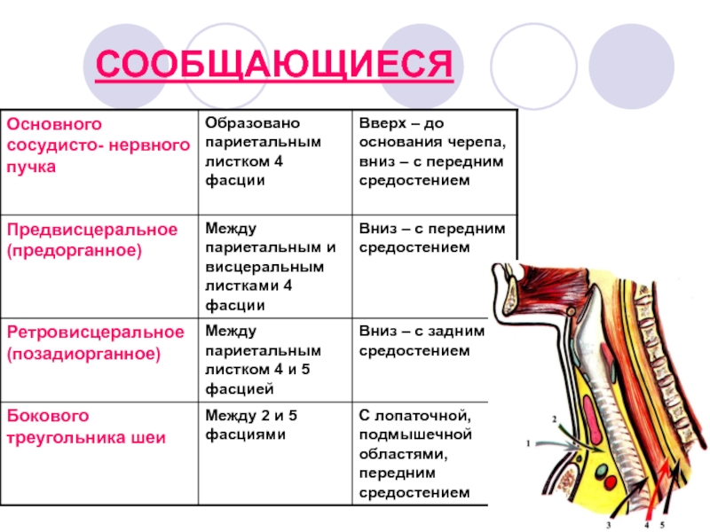 Замкнутые клетчаточные пространства шеи схема