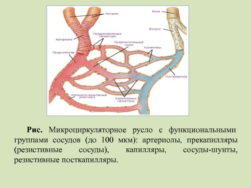 Микроциркуляторное русло. Сосуды микроциркуляторного русла строение. Строение микроциркуляторного русла анатомия. Артериолы характеристика. Артерия и артериола.