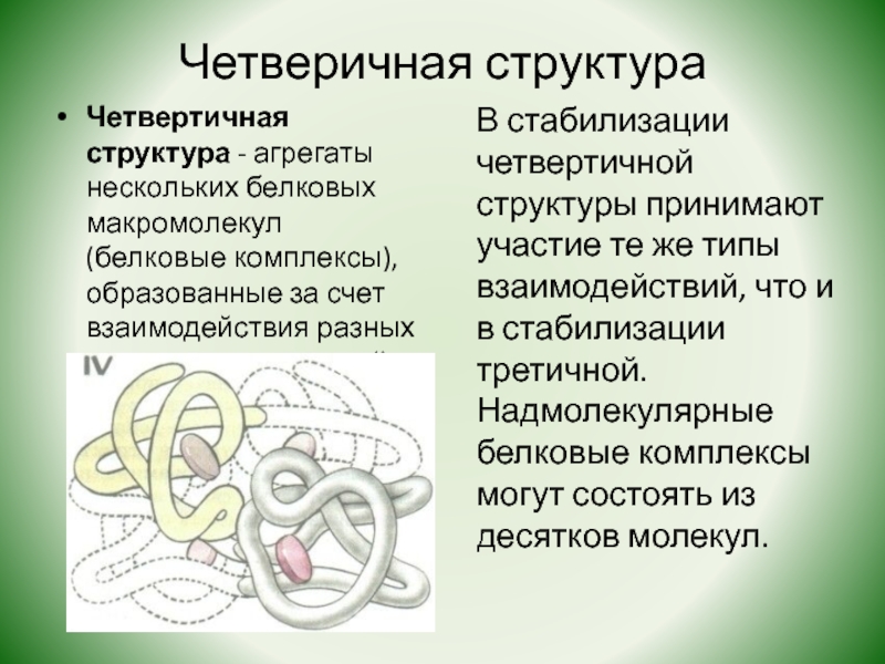 Особенности строения четвертичной структуры белка