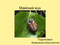 Майский жук