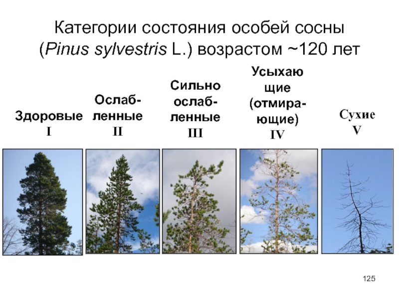 Презентация экологическая сукцессия 9 класс