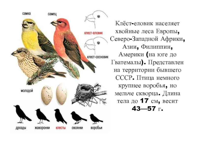 Чем питается дятел клест попугай. Клёст птица описание. Клест еловик и Сосновик отличия. Клёст-еловик. Клёст птица описание для детей.