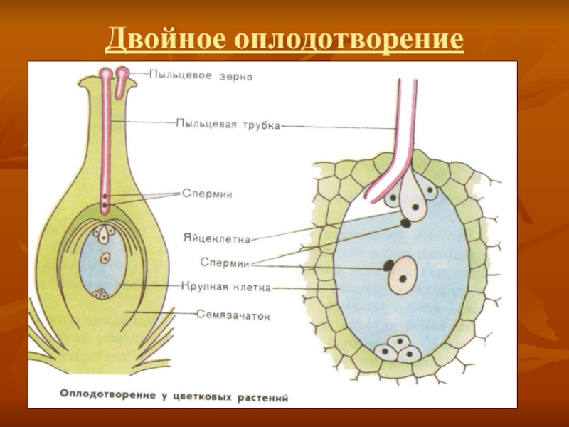 Презентация размножение покрытосеменных