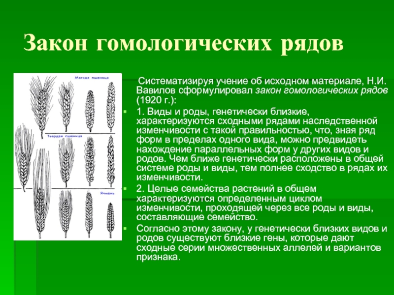 Селекция презентация вавилов