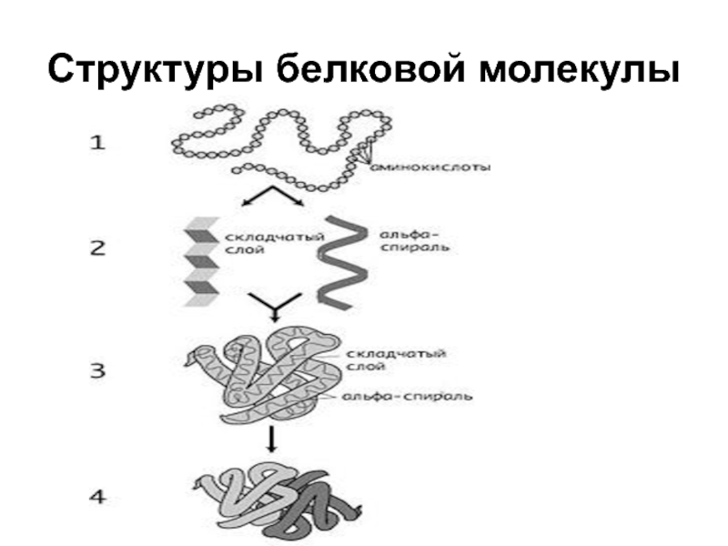 Какая структура молекулы белка схематично изображена на рисунке