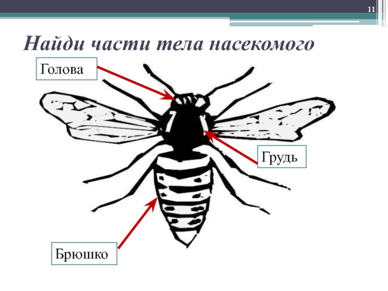 Части тела насекомых картинки для детей