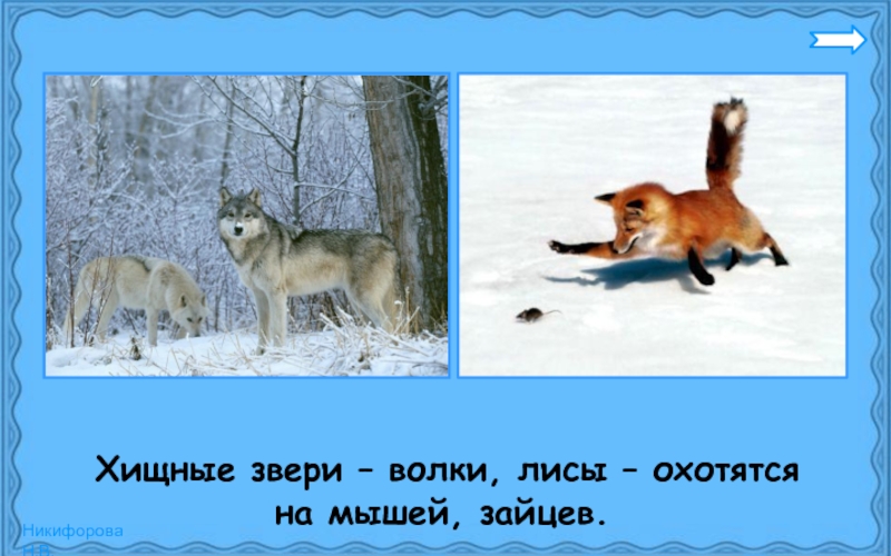 Заяц волк лиса это. Волк лиса и заяц. Хищные животные волк лиса. Волк заяц лиса зимой. Лиса волк звери.