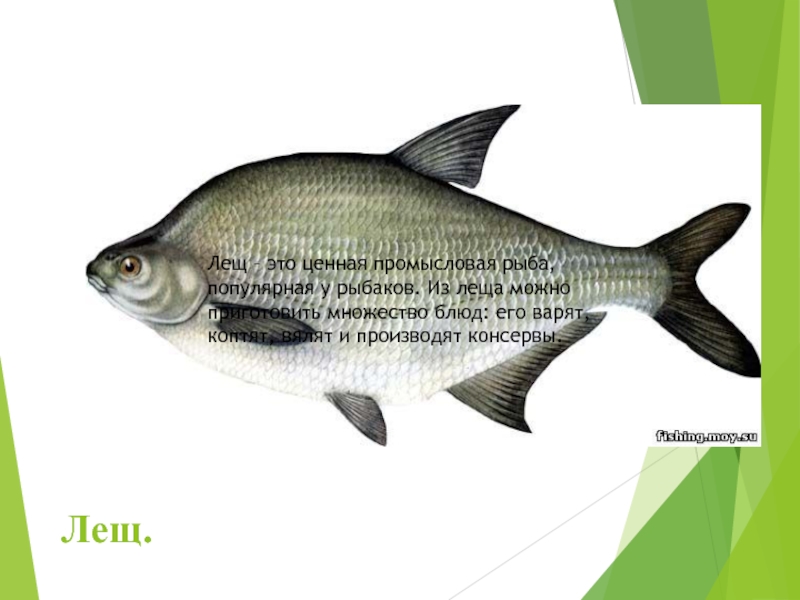 Лещ.Лещ – это ценная промысловая рыба, популярная у рыбаков. Из леща можно приготовить множество блюд: его варят,
