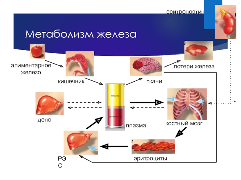 Метаболизм железа. Метаболизм железа схема. Железо и обменные процессы. Обмен железа в организме у детей.