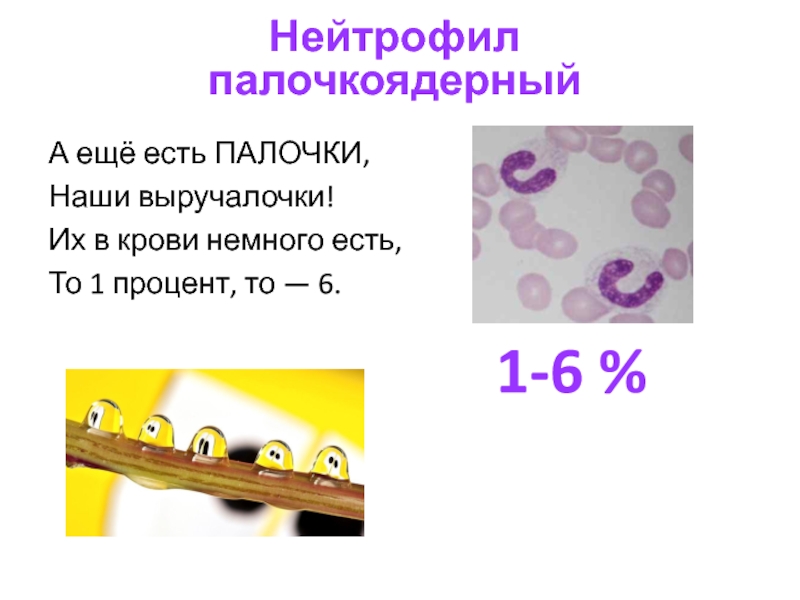 Палочкоядерные процент. Палочкоядерный нейтрофил. Палочки выручалочки стих. Палочкоядерный 1 год.