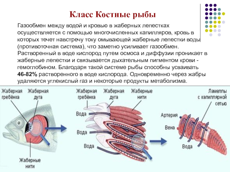 Какую функцию выполняют жаберные тычинки. Дыхательная система жаберные лепестки. Жаберные лепестки и жаберные тычинки. Жаберные капилляры. Жаберная дуга жаберные лепестки жаберные тычинки.