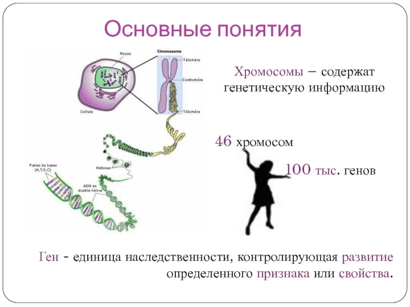 Основные понятияГен - единица наследственности, контролирующая развитие определенного признака или свойства. Хромосомы – содержат генетическую информацию 46