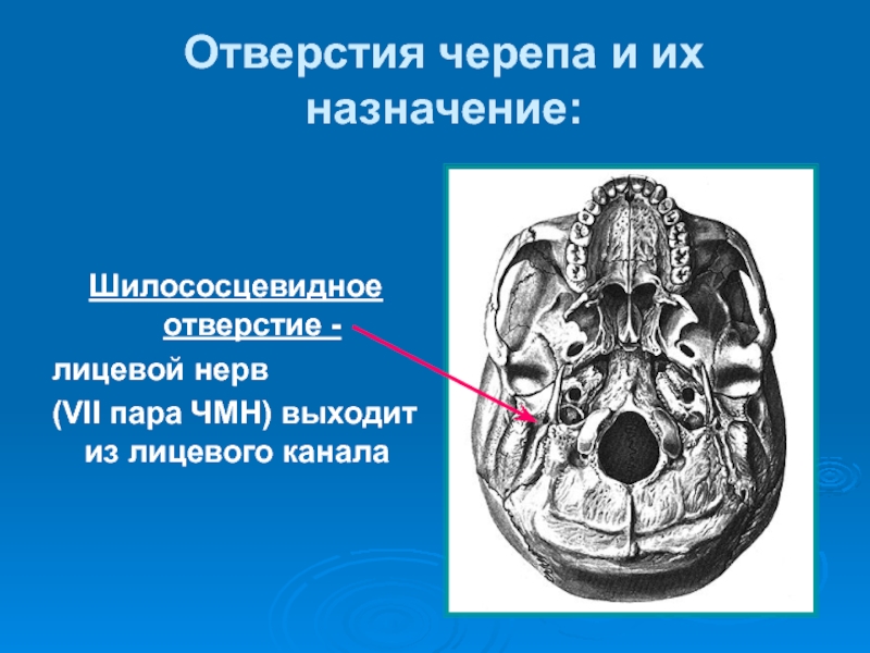 Лицевой нерв череп. Отверстия основания черепа анатомия. Наружное основание черепа кости. Кости основания черепа анатомия. Шилососцевидное отверстие на основании черепа.