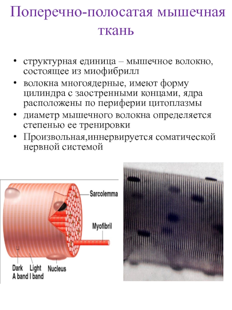 Структурная единица мышечной ткани. Структурная единица мышечного волокна. Строение поперечно полосатого мышечного волокна. Поперечно полосатое мышечное волокно. Формы поперечно полосатых мышц.