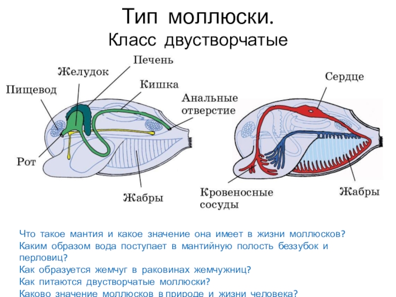 Мантия полость это пространство