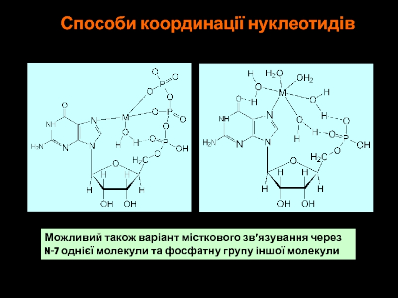 Способи координації нуклеотидівМожливий також варіант місткового зв’язування черезN-7 однієї молекули та фосфатну групу іншої молекули
