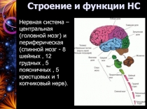 Строение и функции НС
Нервная система – центральная (головной мозг) и