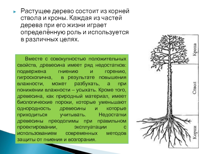 Растущее дерево состоит из корней ствола и кроны. Каждая из частей дерева при его жизни играет определённую