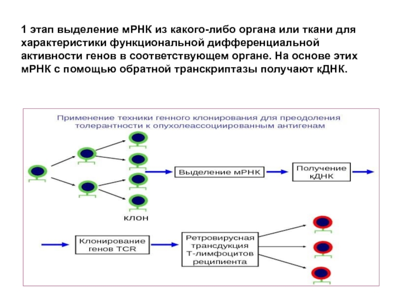 Последовательность нуклеотидов на мрнк цгг ггц