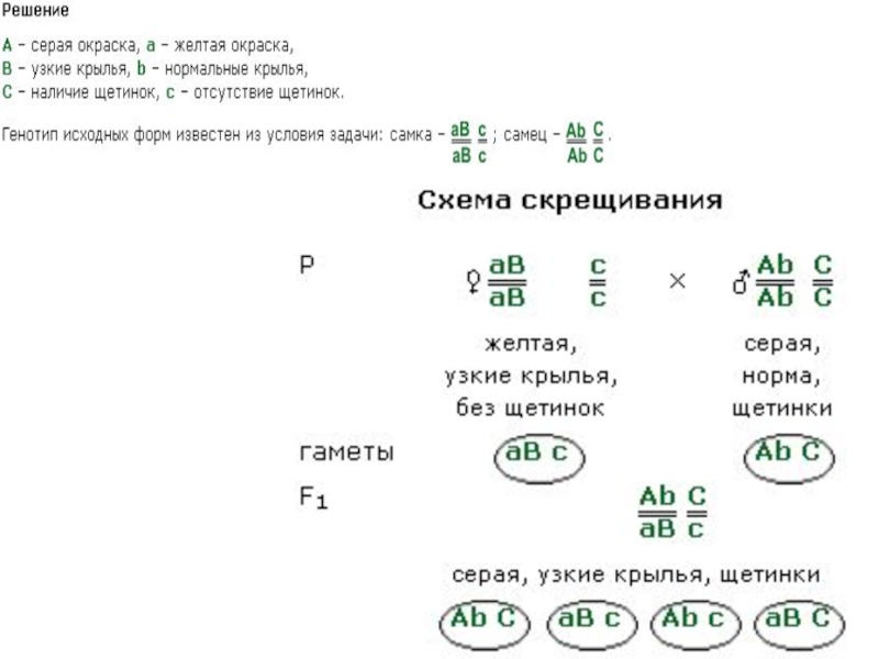 Презентация по биологии 10 класс решение генетических задач