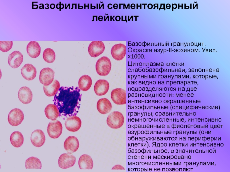 Повышенное сегментоядерные