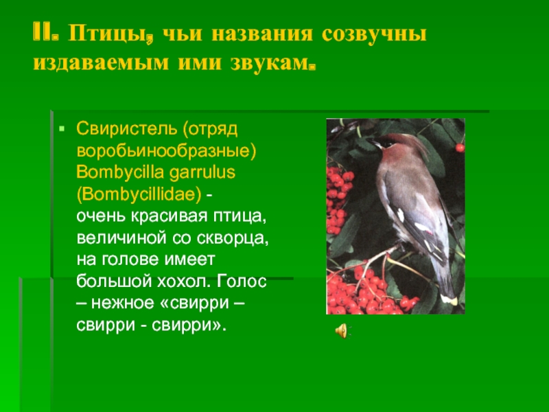 II. Птицы, чьи названия созвучны издаваемым ими звукам.Свиристель (отряд воробьинообразные) Bombycilla garrulus (Bombycillidae) -  очень красивая
