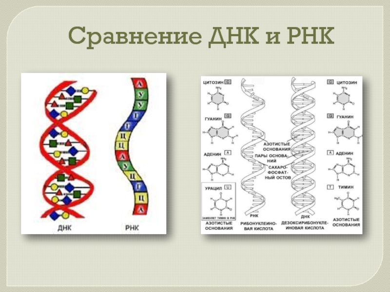 Сходства рнк. ДНК И РНК. Сравнение ДНК. Сходства ДНК И РНК. Сравнить ДНК И РНК.