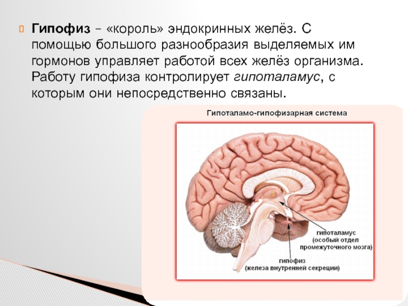 Самая крупная эндокринная железа. Железо внутренние секреции гипофиз. Гормоны эндокринных желез гипофиз. Функции гипофиза головного мозга. Функции отделов головного мозга гипофиз.